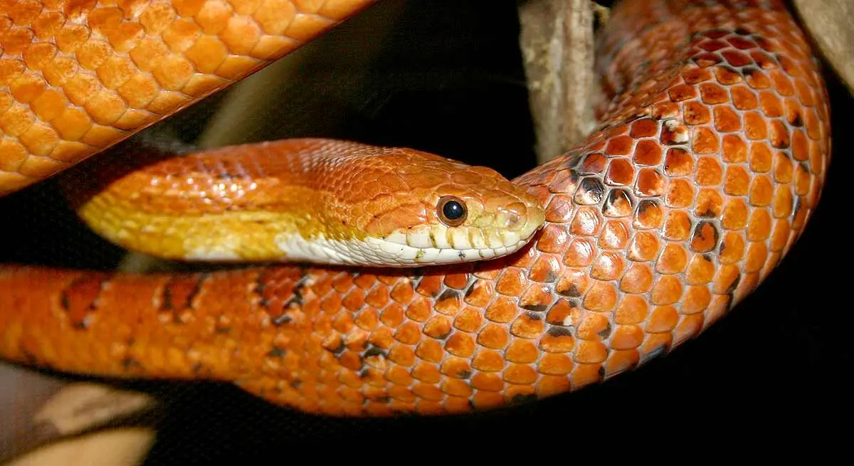 orange and red corn snake coiled