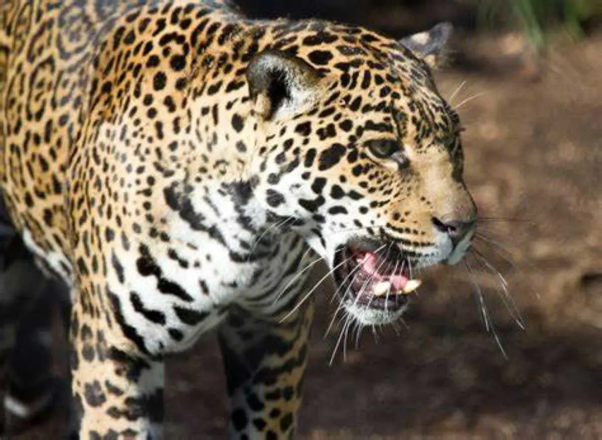 roaring jaguar