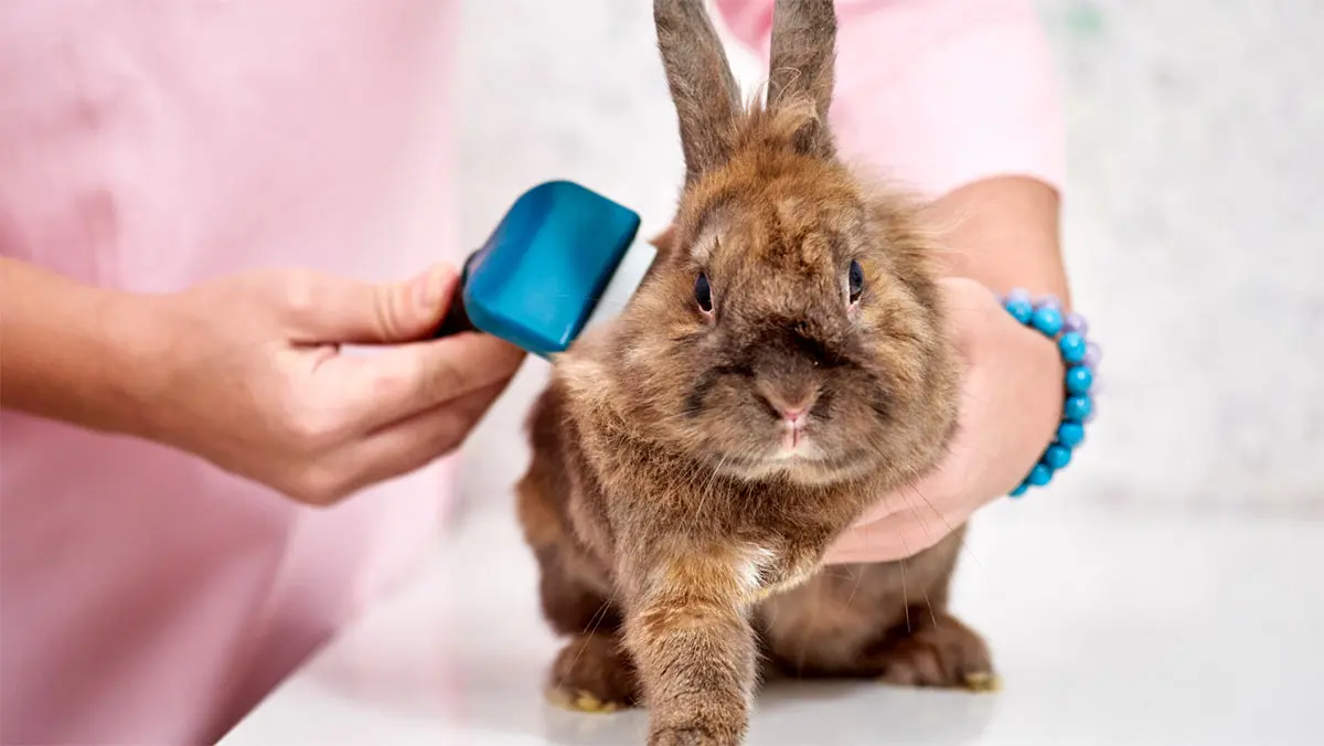 brushing rabbit