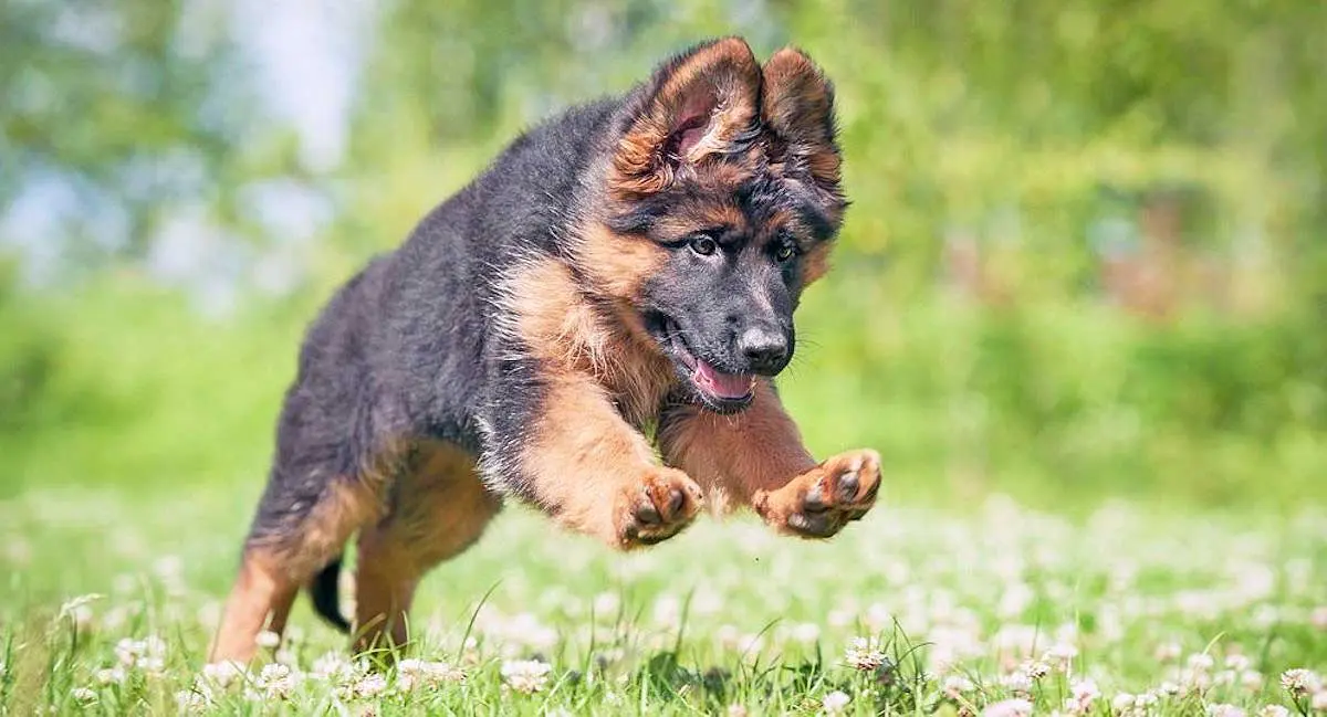 young german shepherd puppy