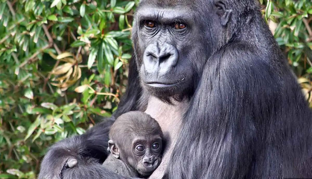 western lowland gorilla and infant