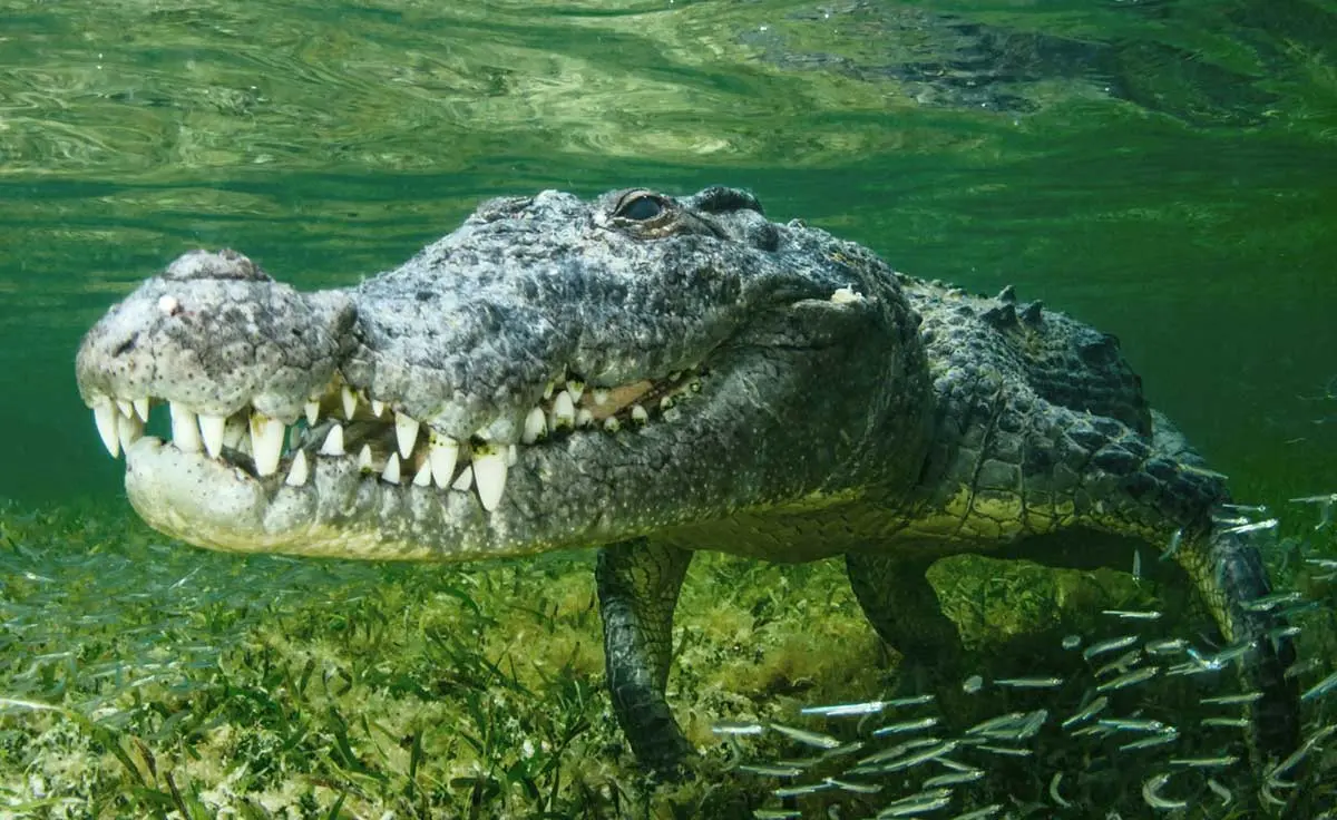 Underwater Crocodile habitat
