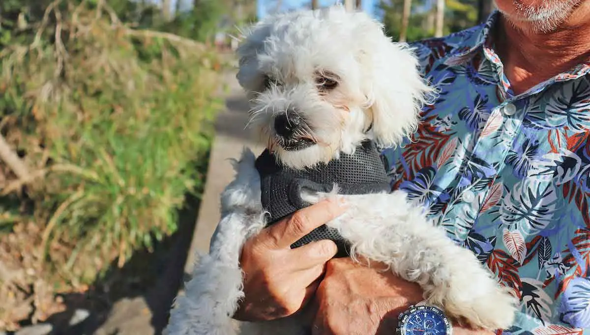 Man Carrying a White Maltese Dog with Harness
