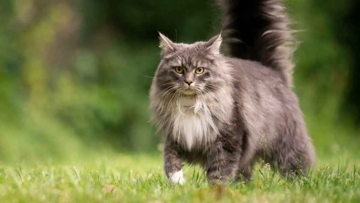 maine coon on grass
