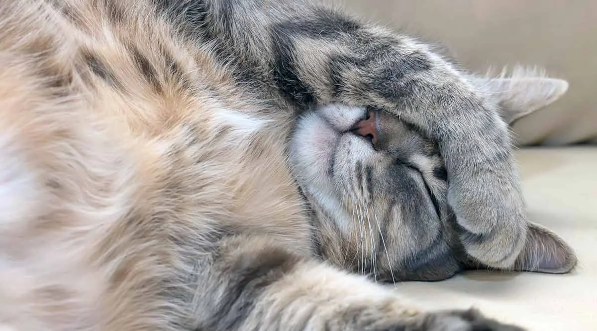 gray cat covering eyes