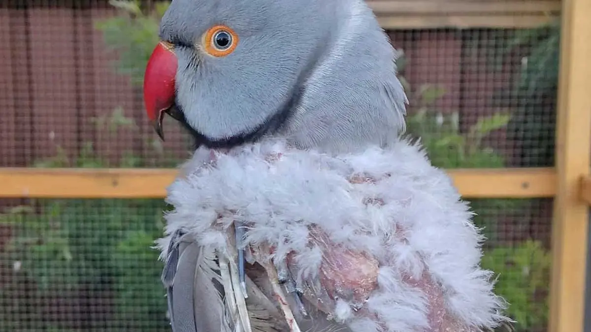 parrot feather loss on its back