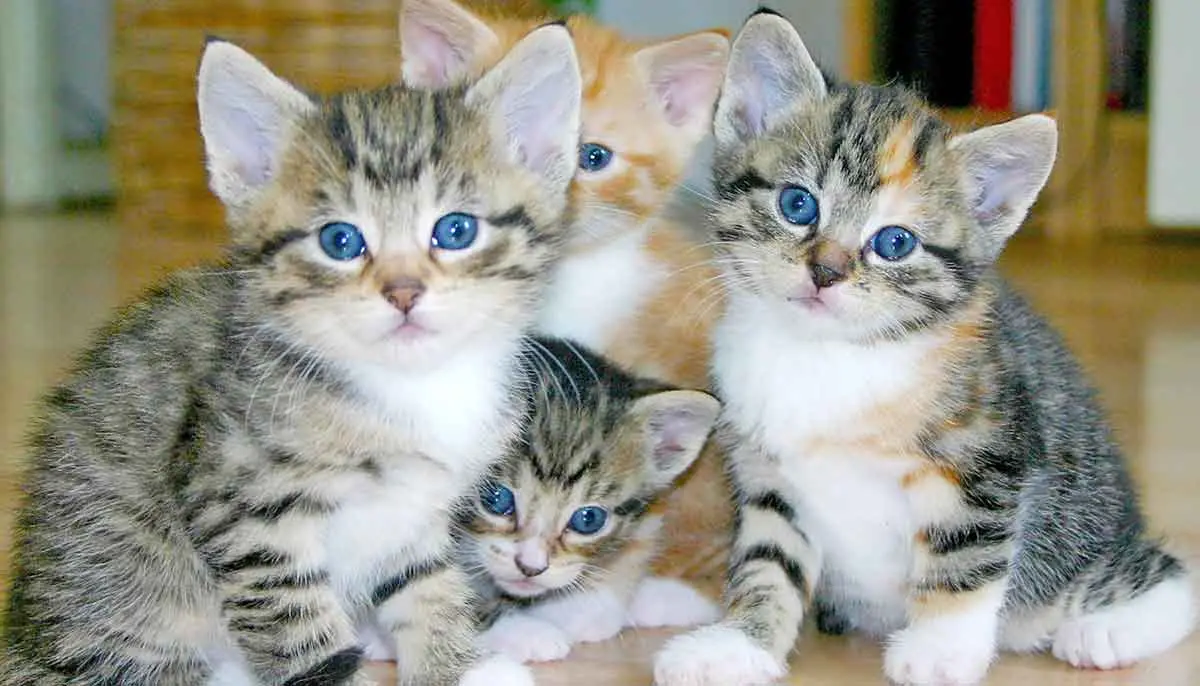 group kittens blue eyes