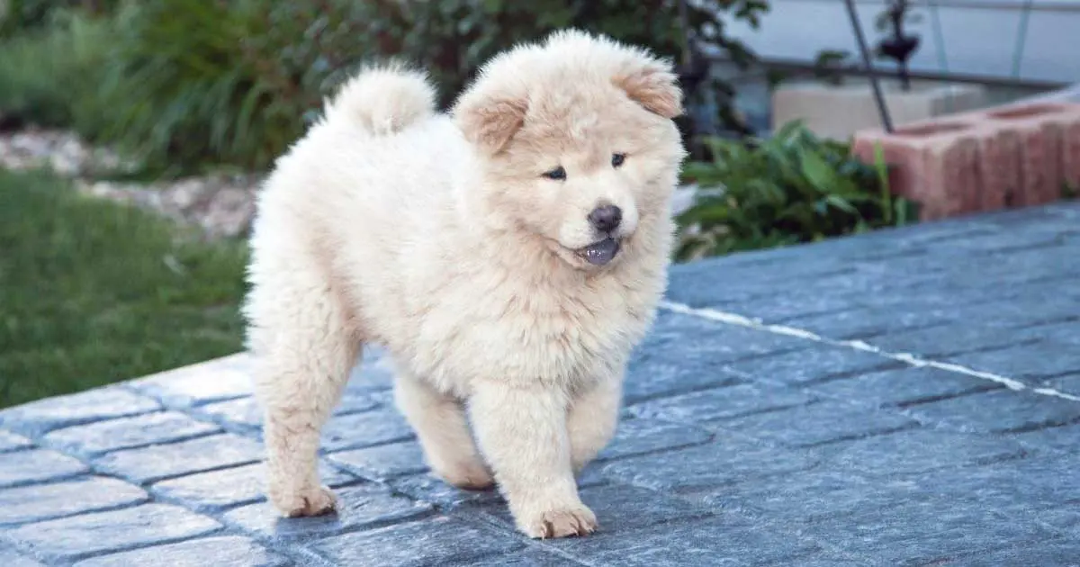 Chow Chow Puppy on Paving