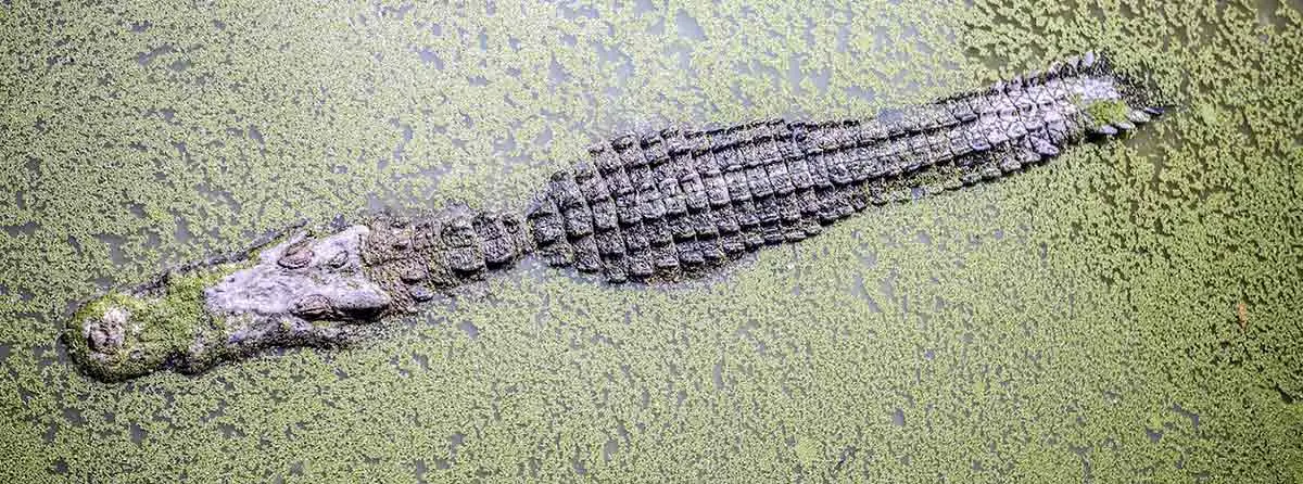crocodile swimming submerged murky water