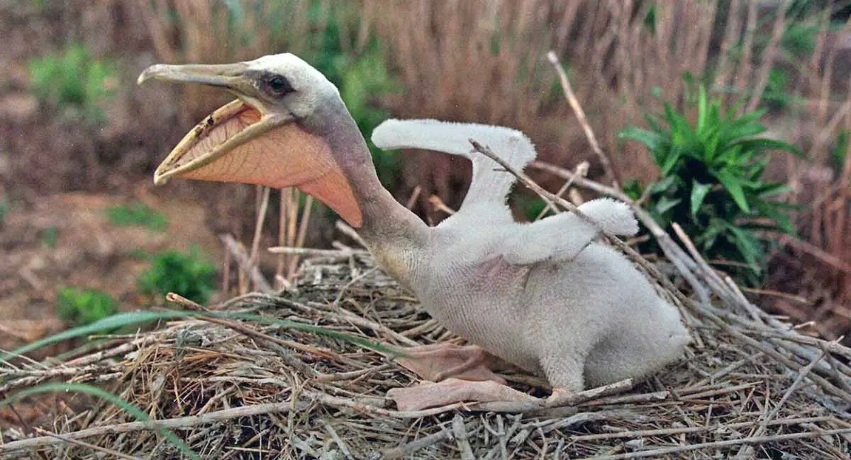 baby pelican chick pouch