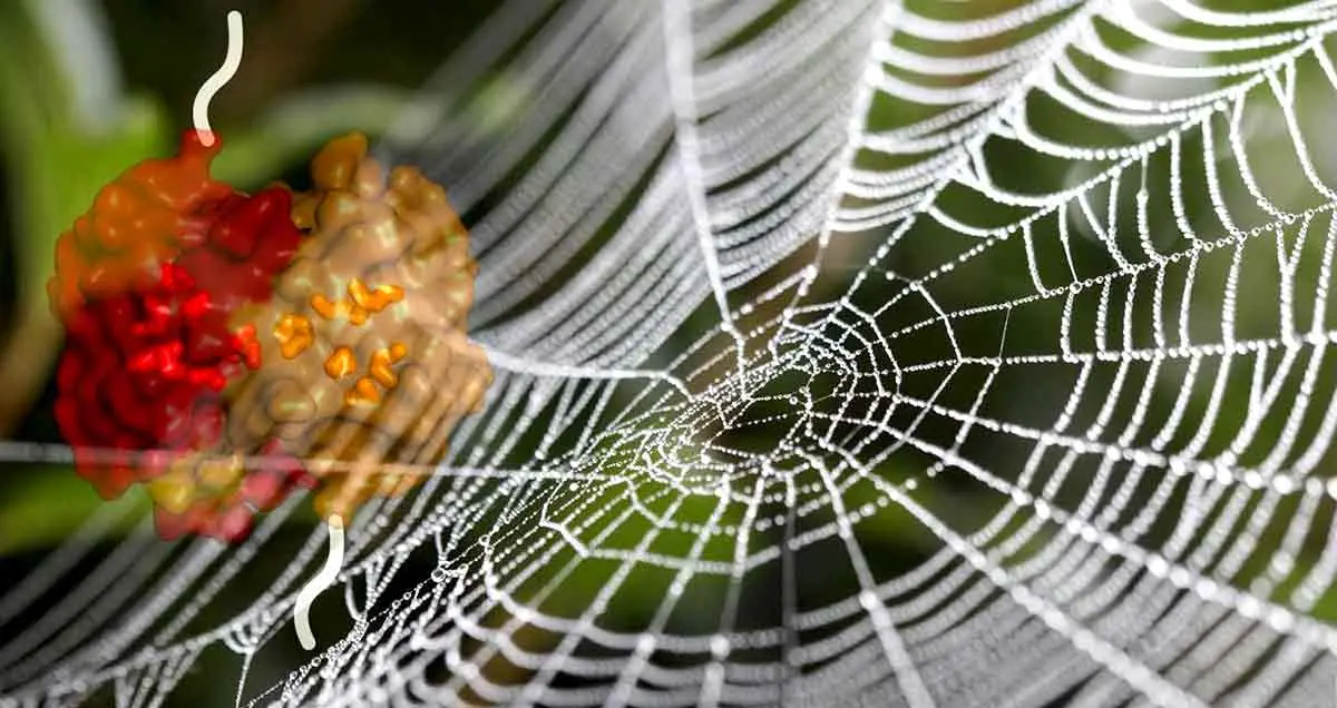 Spider web silk