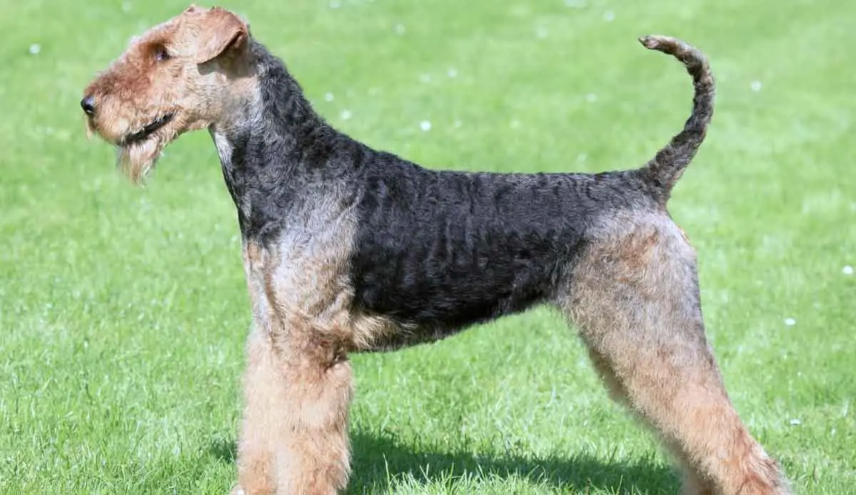 Airedale Terrier Standing on Grass Lawn