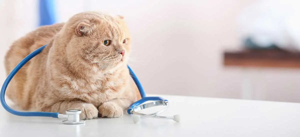 cat stethoscope vet table