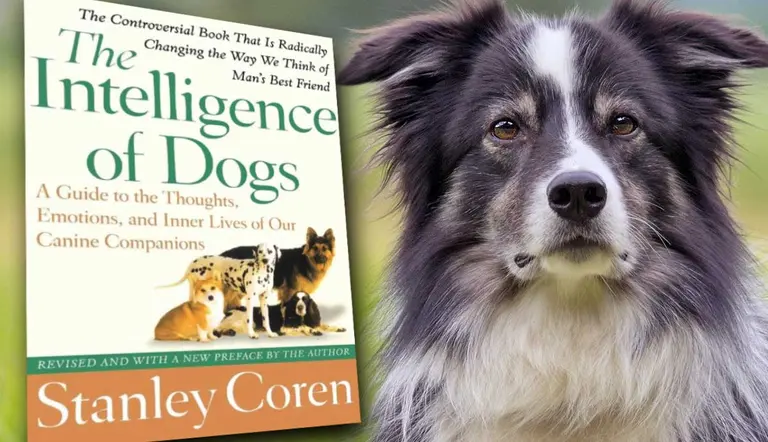 what is the intelligence of dogs about