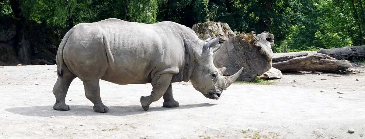 white rhinoceros south africa