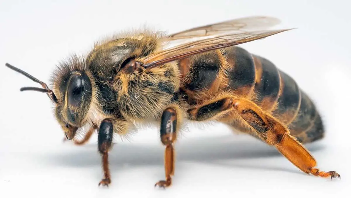 queen bee legs