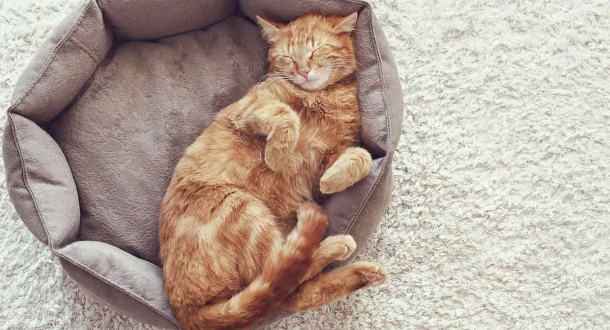 orange cat sleeping bed