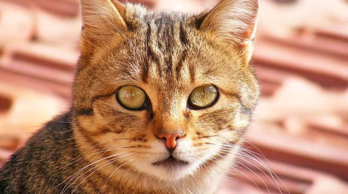 cat face eyes staring