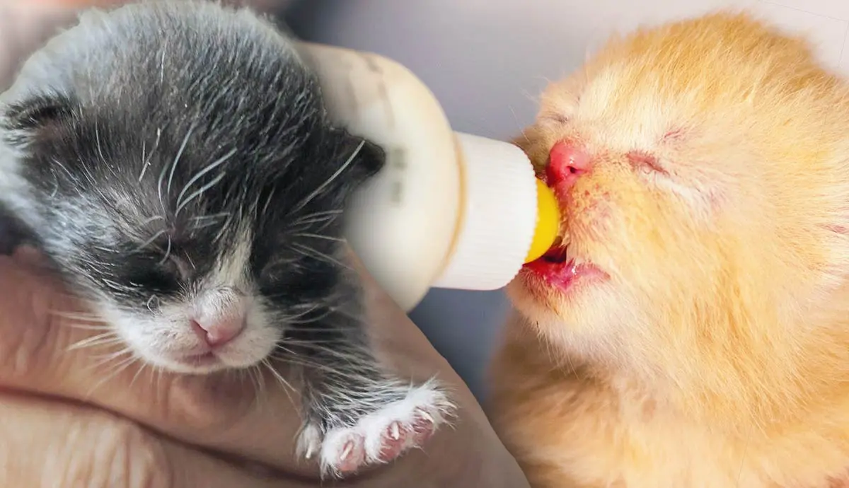 what to do if you find newborn kittens