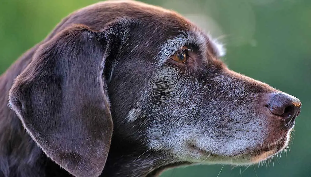 old chocolate labrador with gray face