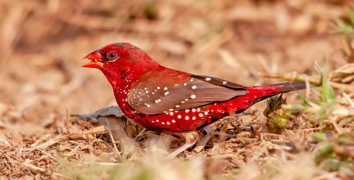 strawberry finch