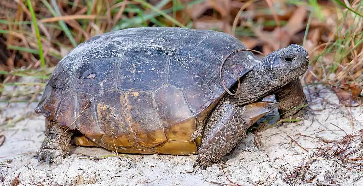 gopher tortoise on sandy soil