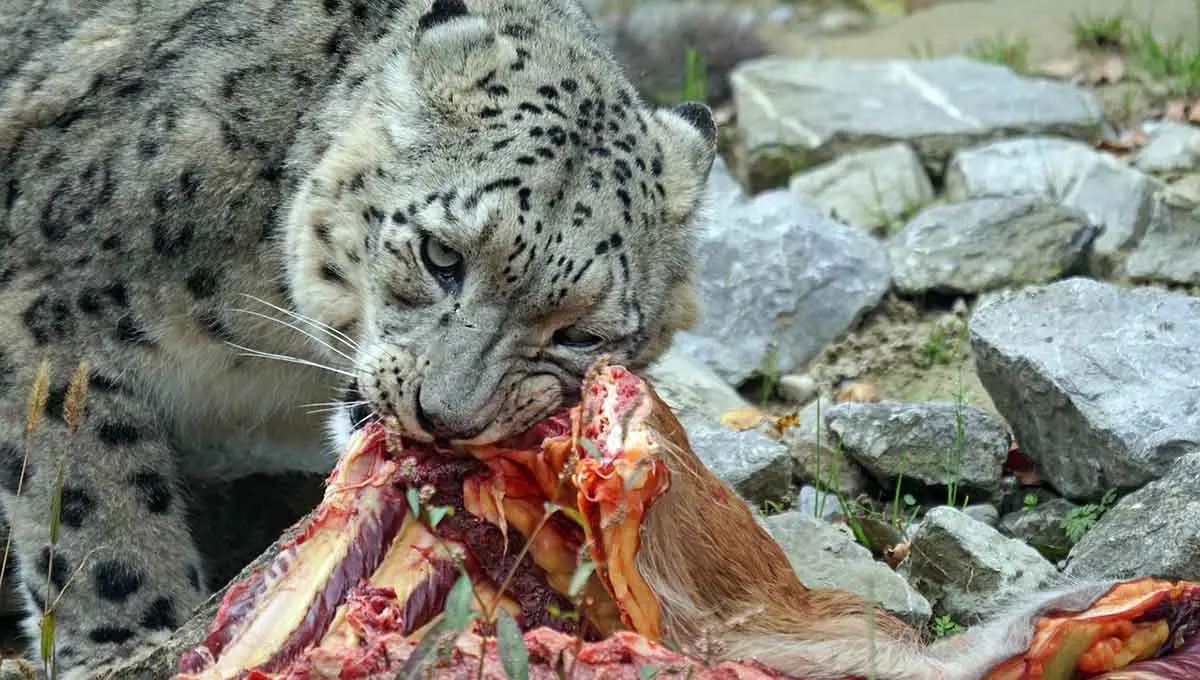 snow leopard apex predator chewing meat from kill