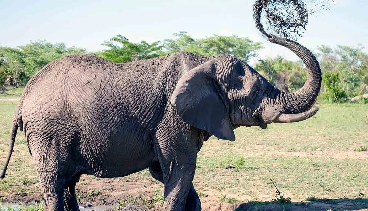 african elephant bathing mud south africa