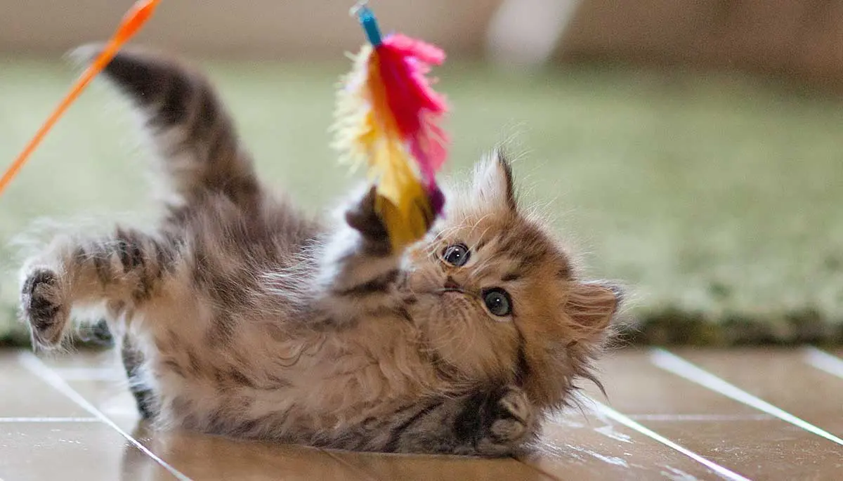kitten with wand toy pinterest.com