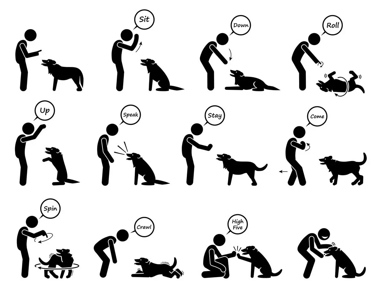 basic dog training illustrations