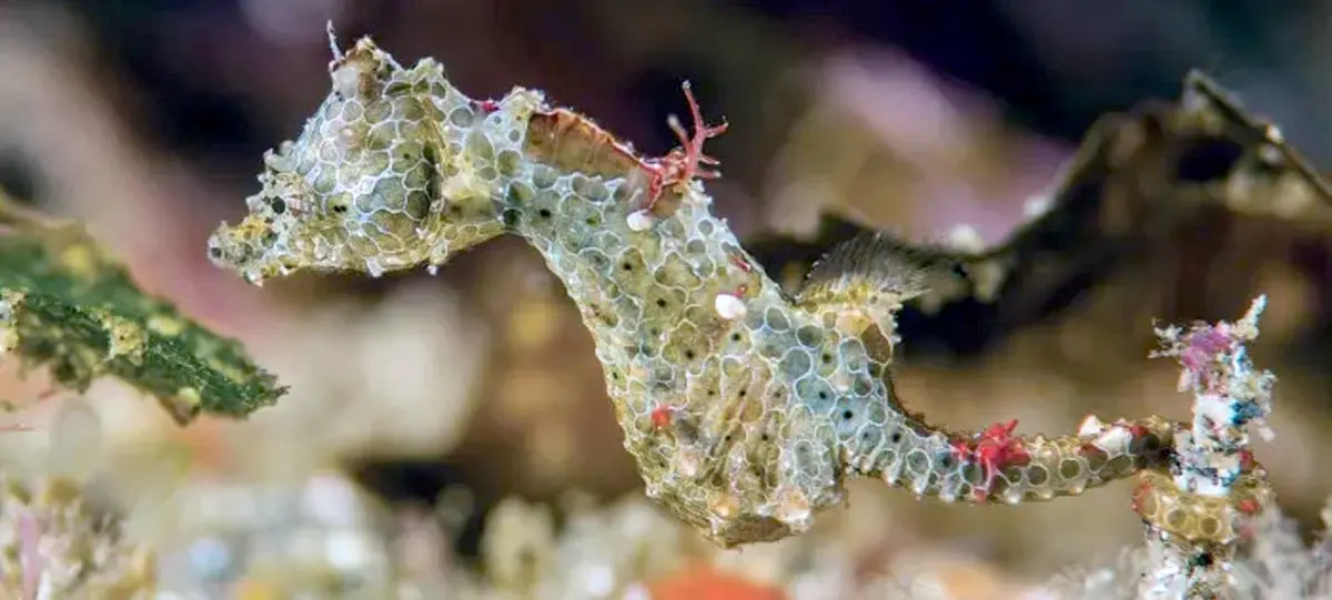seahorse camouflage