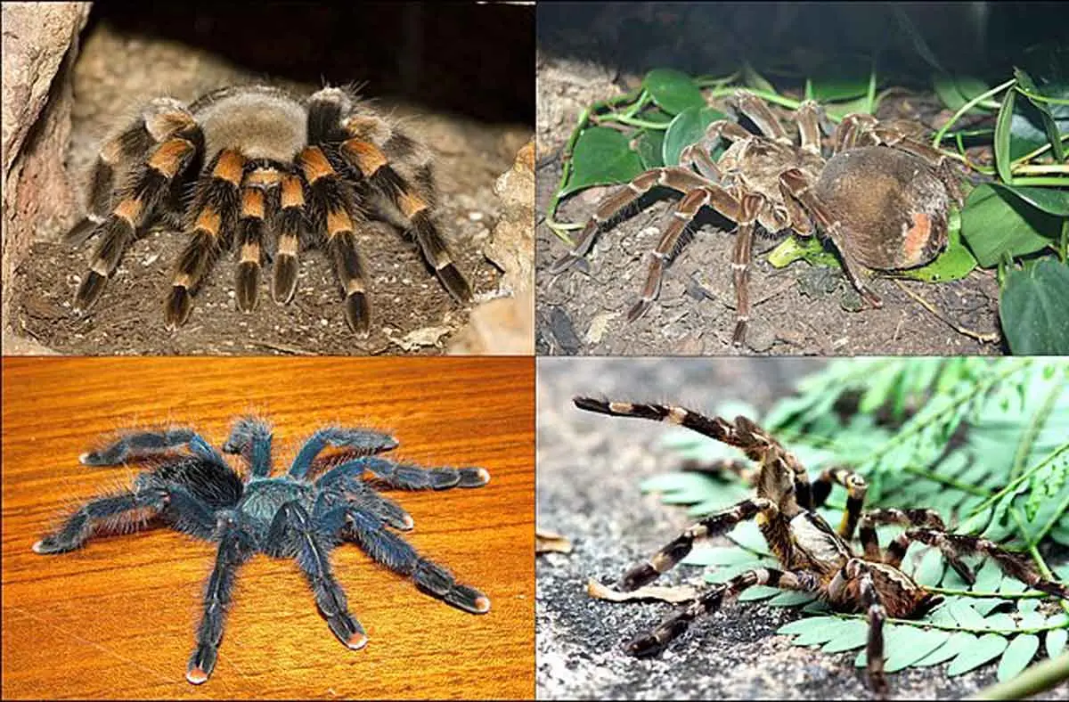 four types of tarantulas and spiders