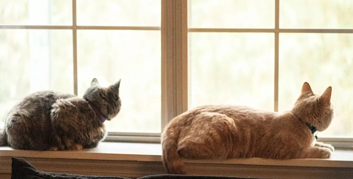 two cats looking out of window