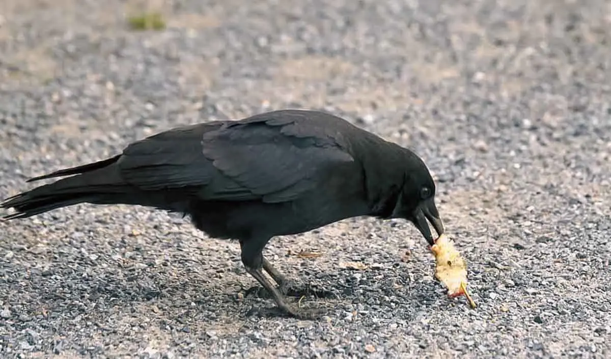crow eating on street