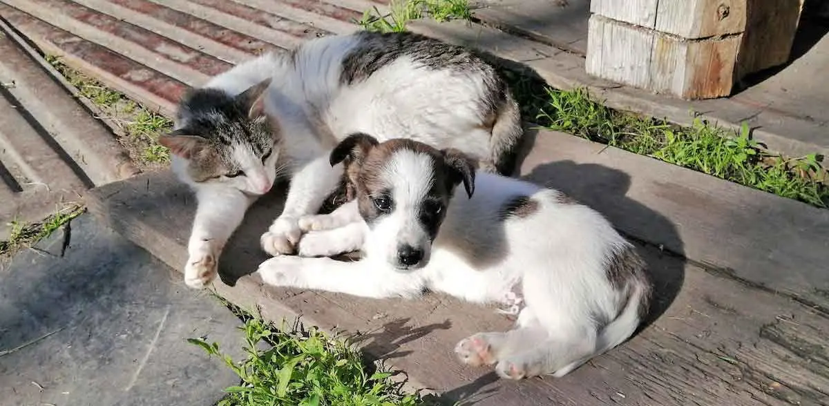 Cat Lying Beside a Puppy in Yard
