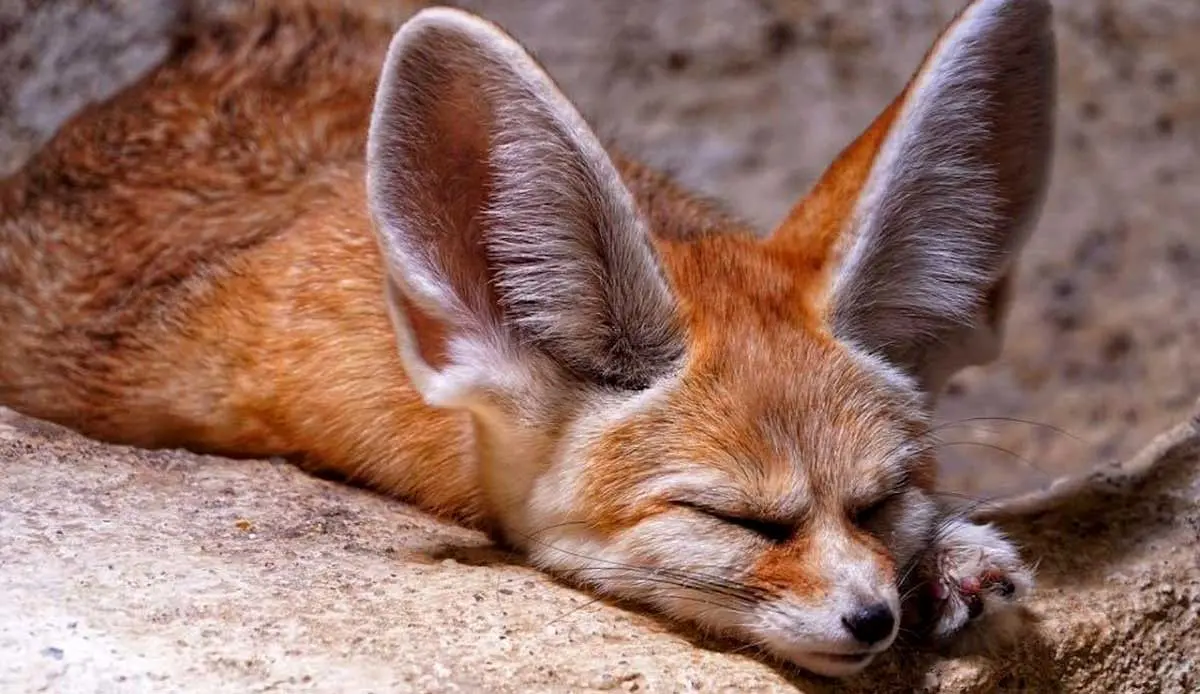 fennec fox red sleeping