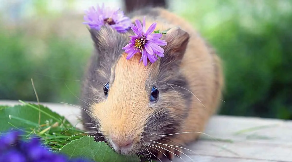 guinea pig with a flower crown