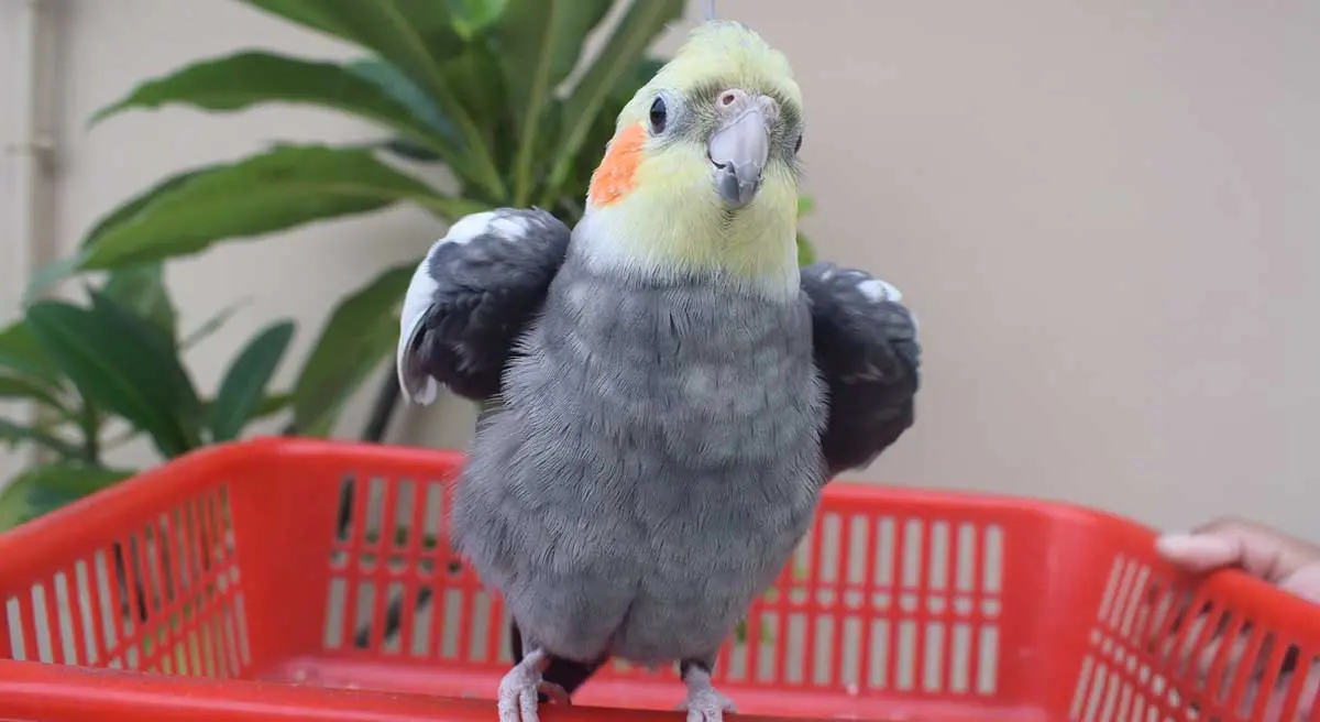 cockatiel parrot