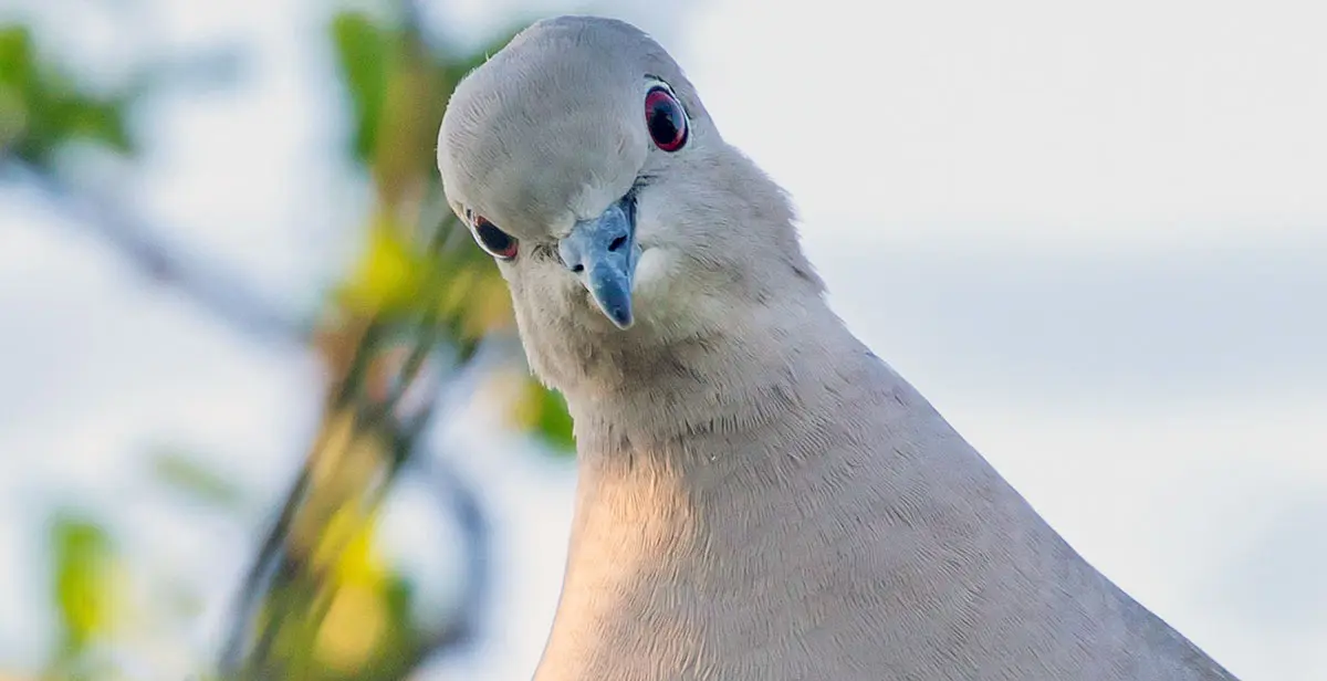 face of a pigeon