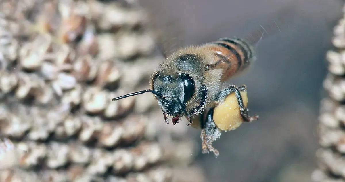 bee carrying item to the hive