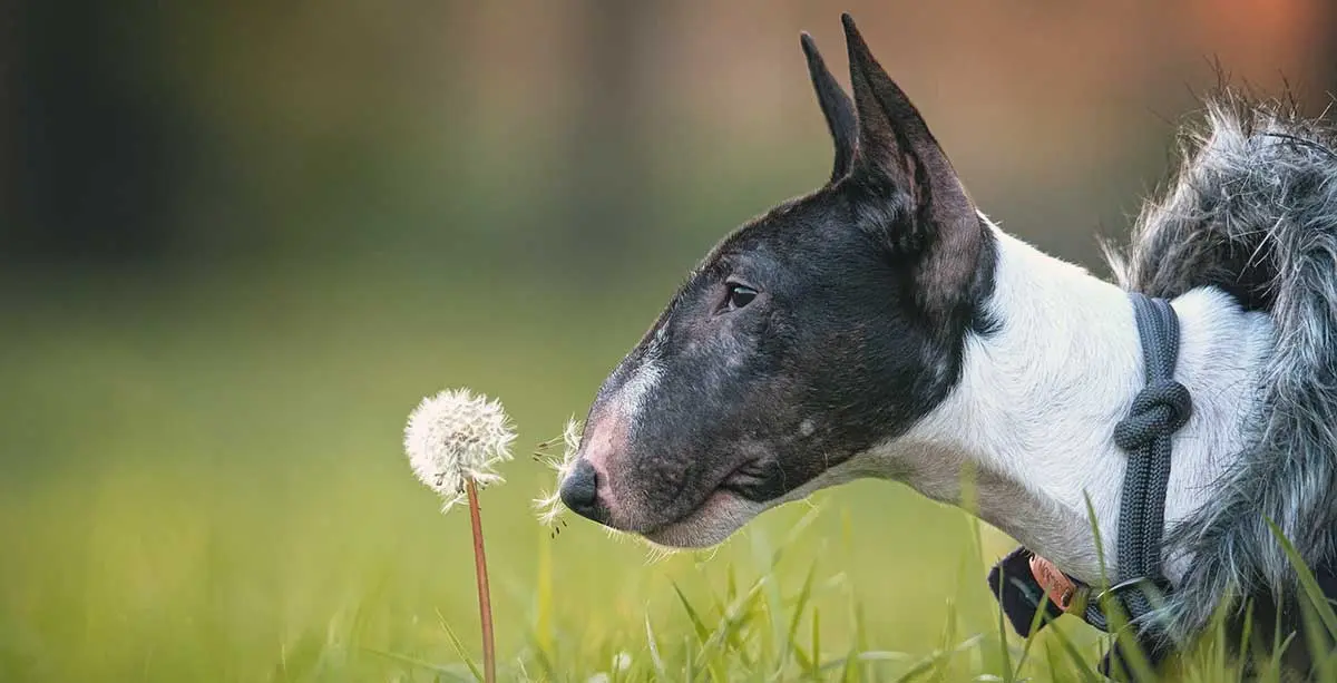 bull terrier sniffing dandelion laying on grass
