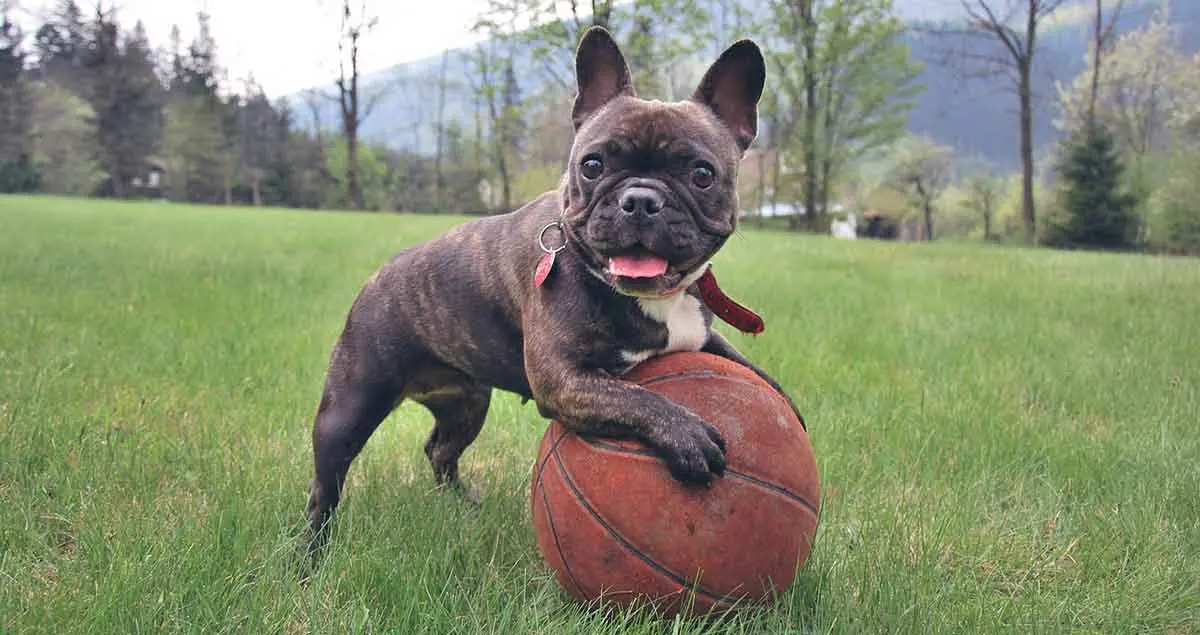 brindle french bulldog playing with a basketball