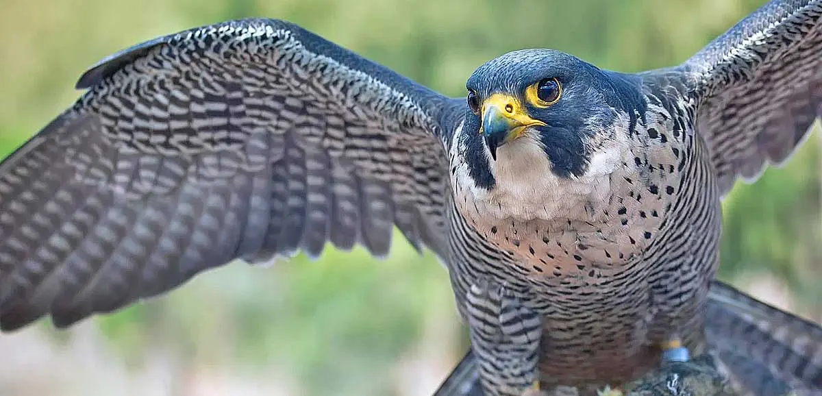 falcon with wings spread