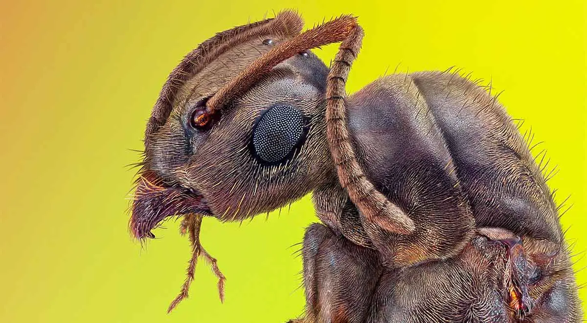 an up close picture of an ant