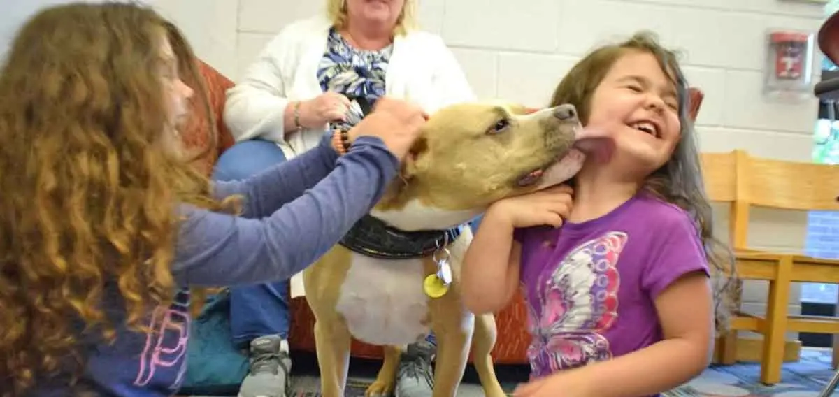 friendly pitbull licking face of little girl