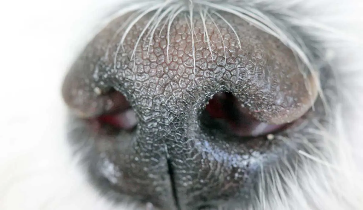 dog nose scent sensory