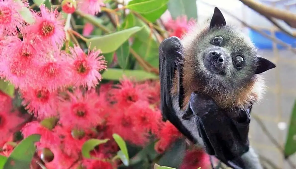 baby flying fox bat