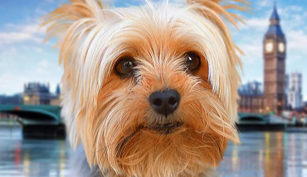 say cheerio to the yorkshire terrier