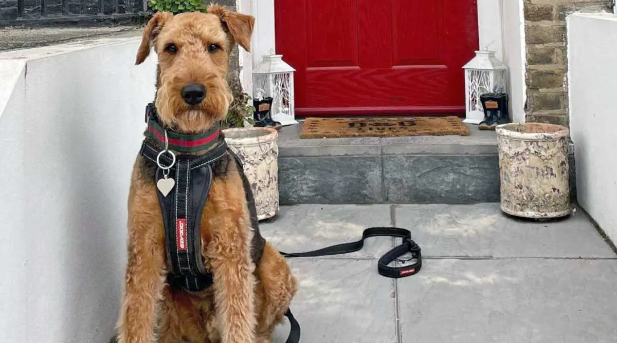 Airedale Terrier with Harness Sitting in Yard