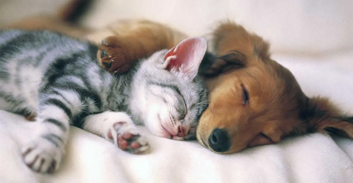 weiner dog and cat sleeping